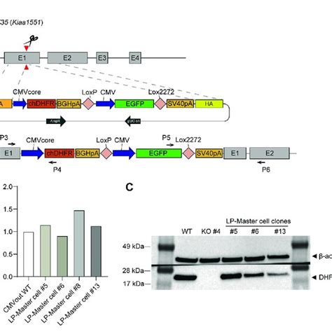 Generation And Validation Of The Dihydrofolate Reductase Dhfr