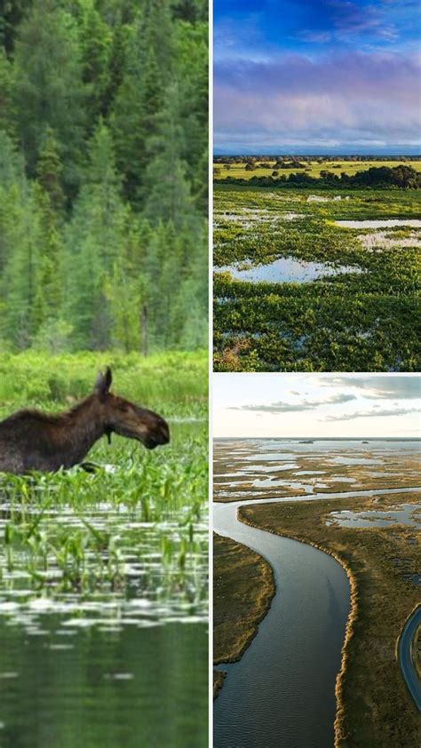 World Wetland Day Meaning Types Ramsar Convention More