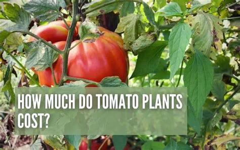 How Much Do Tomato Plants Cost