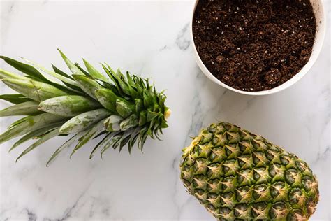 How To Grow And Care For Pineapple Indoors