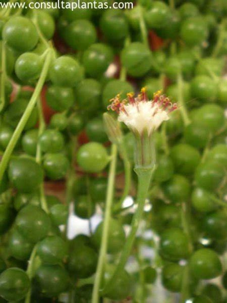 Senecio Rowleyanus O Planta Rosario Cuidados