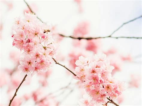 Blossoming pink sakura tree in spring garden · Free Stock Photo