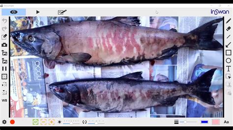 Salmon Dissection Youtube