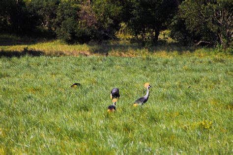 ol pejeta animal list 2