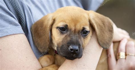 Paws 4 A Cause — Stock Photo © Russellg 121195230