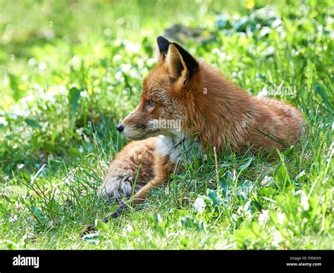 red fox habitat  res stock photography  images alamy