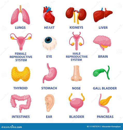 Diagram Of The Human Body And Internal Organs Diagram Of The