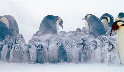 Antarctic emperor penguins on thicker ice - Australian Geographic