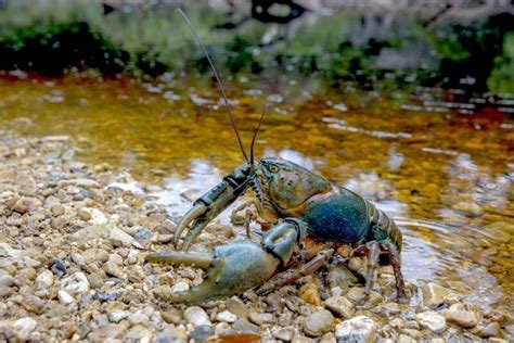 History Classes, end0skeletal: Tasmanian Giant Freshwater Crayfish