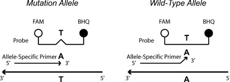 Allele Specific Competitive Blocker PCR For Enrichment Of Minor