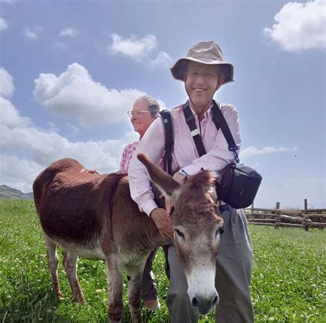 Donkeys & Friends | Explore the Azores while contributing to a local ...