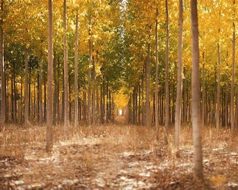 Boardman Tree Farm Oregon The Colors Shifting To Autumn Colors Are