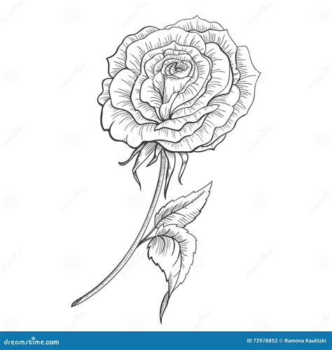 Hand gezeichnete Rose stock abbildung Illustration von schönheit