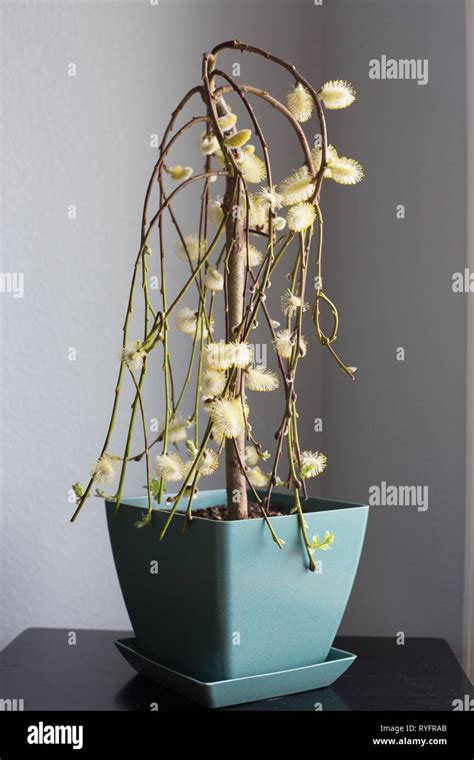 A Salix Caprea Pendula Plant Also Known As Weeping Pussy Willow Or Tree Of Enchantment With A