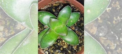 Суккуленты-Крассула спринг тайм.Каланхое.Седум купить в Москве | Товары ...