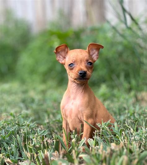 Peg Shaw Miniature Pinscher Puppies For Sale Born On 04222023