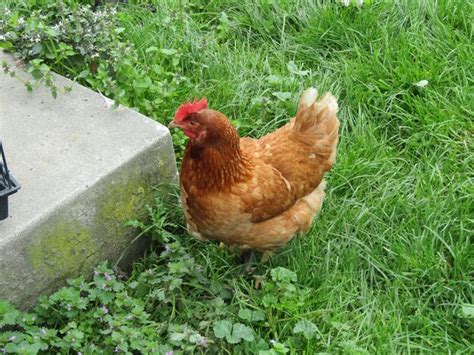 Premium Photo High Angle View Of Rooster On Field