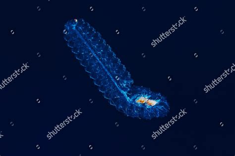 Colonial Salp Tethys Vagina Blue Water Editorial Stock Photo Stock Image Shutterstock