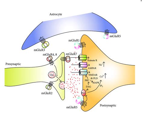 Schematic Representation Of Ionotropic And Metabotropic Glutamate