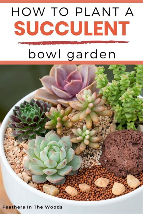 How To Plant An Indoor Succulent Garden Feathers In The Woods