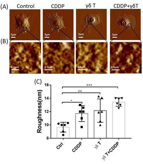 Atomic force microscopy (AFM) visualization of membrane surface ...
