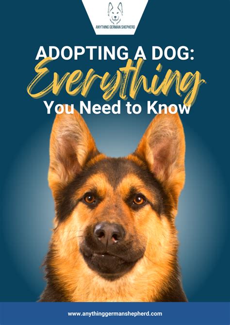 german shepherd breeders    german shepherd