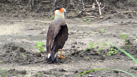 Paisagens E Natureza Da Zona Da Mata E Agreste Alagoano Retratadas Por