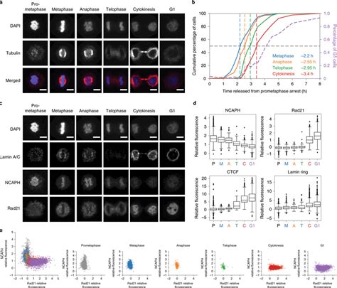 Chromatin colocalization dynamics of condensins and cohesin during ...