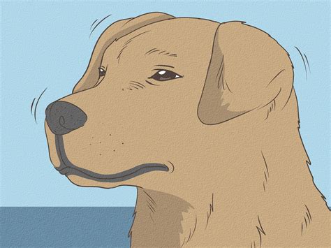 Hiccuping Hounds: 5 Soothing Solutions To Stop Your Dog's Hiccups