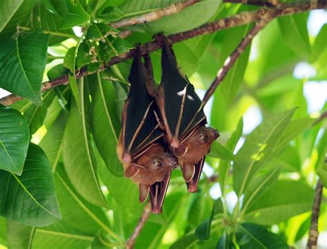 How Do I Attract Bats To My Garden at Krista Guerrero blog