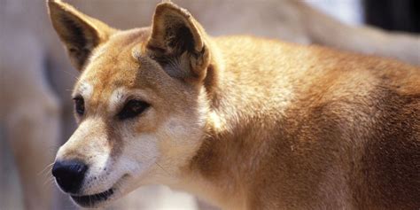 Australian Dingo Pack