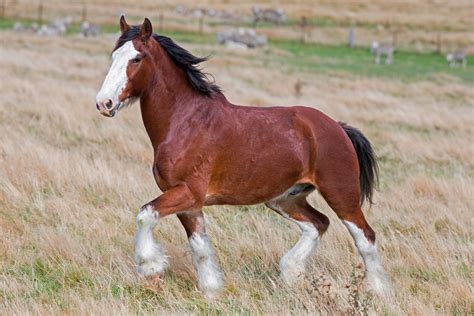 Biggest Horse Breeds The Five Which Produce The Worlds Largest Horses