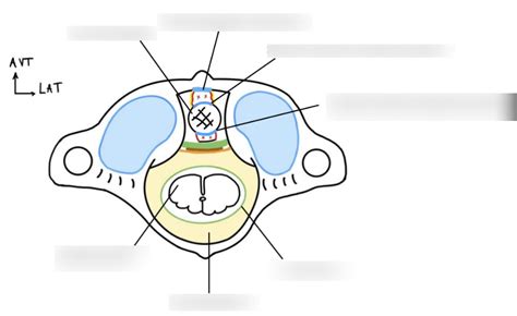 Diagramme De An Vue Sup Rieure De C Axis Quizlet