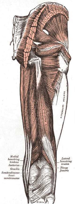 Piriformis Injection Statpearls Ncbi Bookshelf