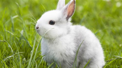 baby rabbit wallpaper    dennis fleming blog