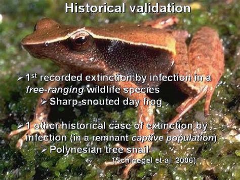Anthropogenic Mass Extinction Homo sapiens and the Evolution