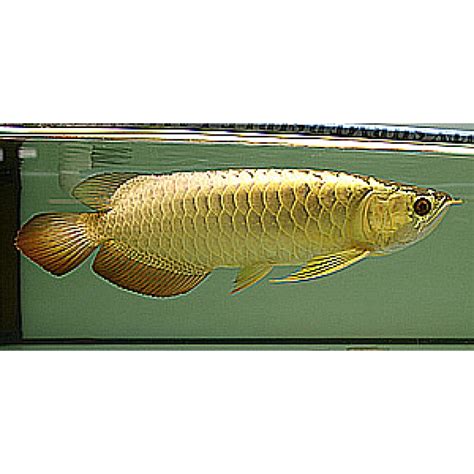 Full Golden Cross Back Arowana