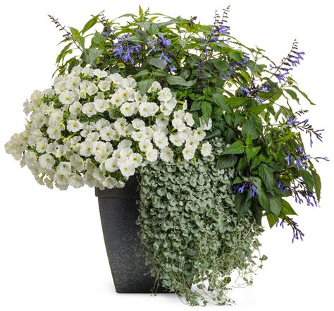 Supertunia Vista® Snowdrift Petunia | Plant Addicts