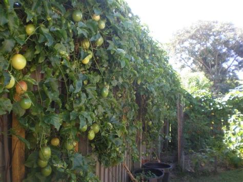 Passion Fruit Vine Zone 9b Gardening Pinterest Edible Garden And Fruit Trees