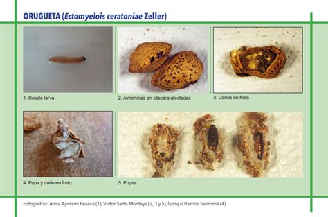 Orugueta Plagas Del Almendro