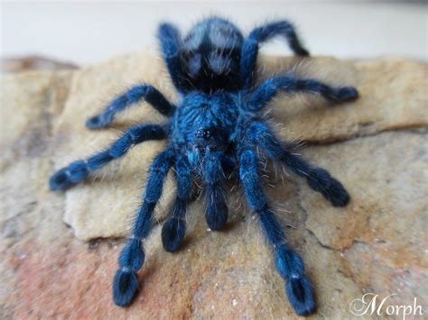 Pin By Mary Morstan On Tarantulasspiders Arachnids Spider Tarantula