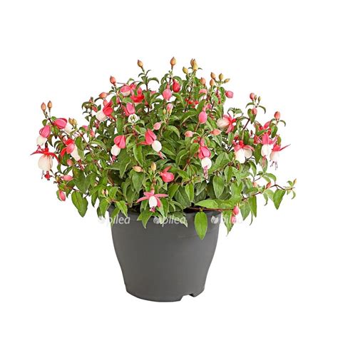 Фуксия Белла 11/20 купить в Москве с доставкой в интернет магазине Pilea