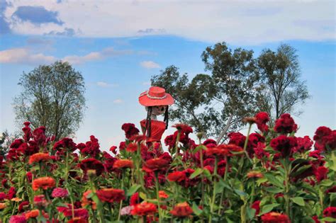 Campo de flores en Doxey Hidalgo Fotos Karen Lisset Hernández