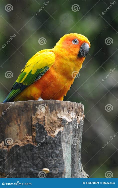 Parrot Stock Image Image Of Zygodactyl Parrot Curved 48399899