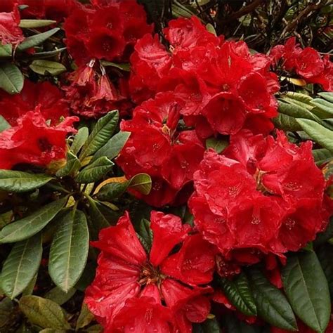 Rhododendron Rubicon