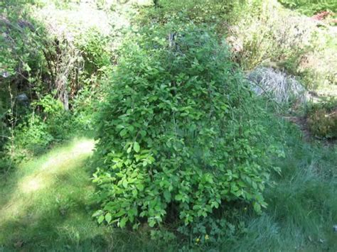 Pussy Willows How To Plant Prune And Care For Pussy Willow Trees Garden Helper Gardening