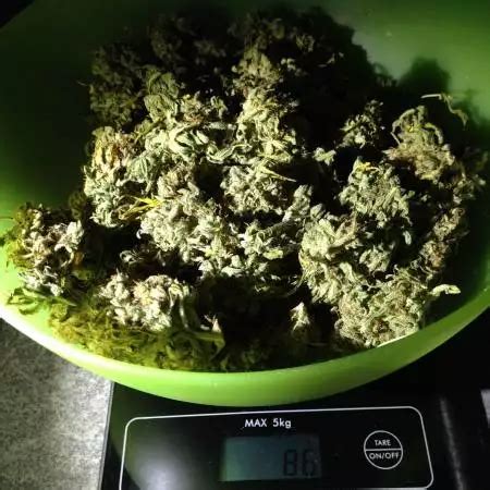 Alaskan Thunder Fuck Cannabis Strain Information Growdiaries