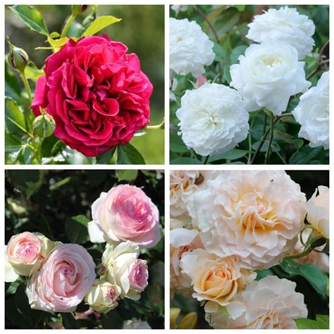 four different types of flowers are shown in multiple pictures, one is ...