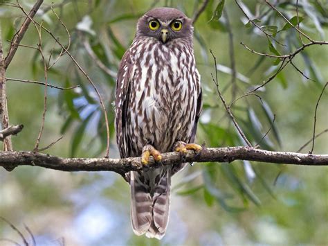 Barking Owl - Ninox connivens - Birds of the World