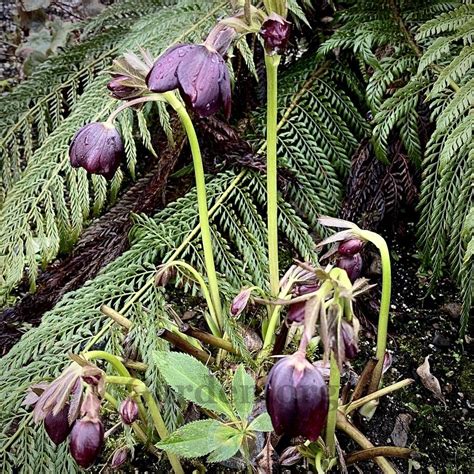 Hellebores Plant Care And Collection Of Varieties